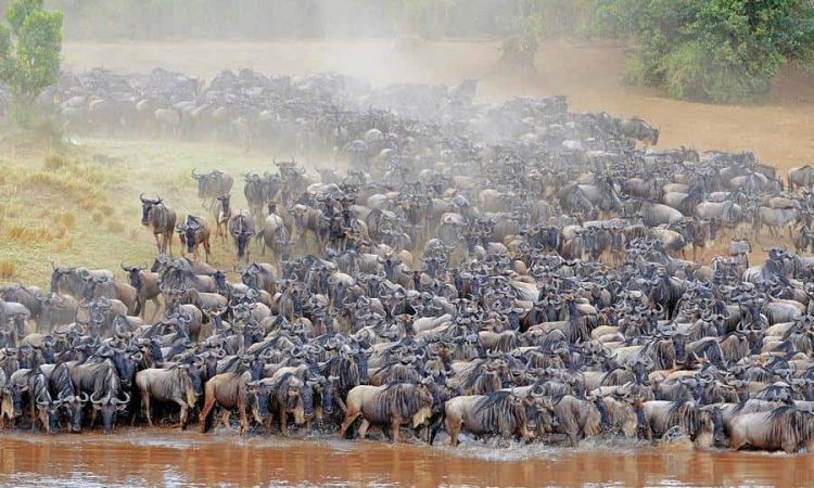 what was the great migration