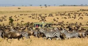 tanzania safari tours