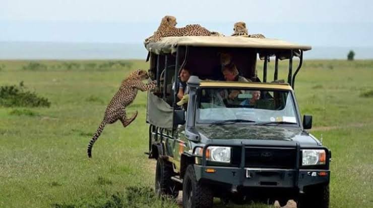 Planning Your Dream Tanzania Safari