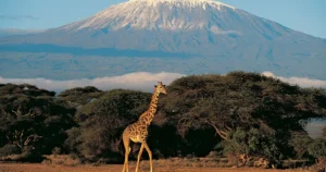 Kilimanjaro