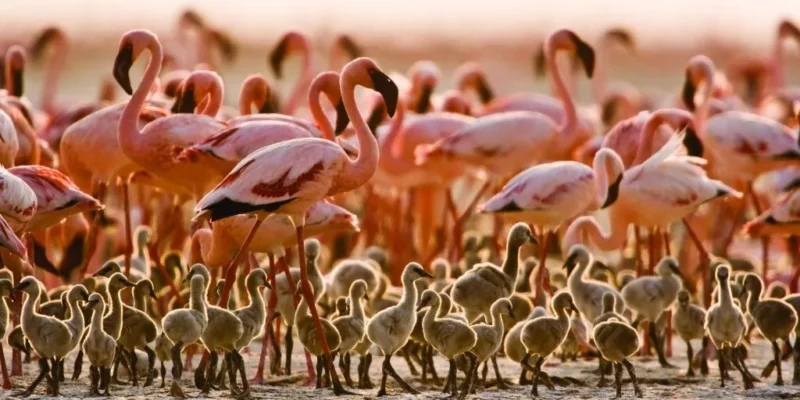 Natron Lake, Tanzania