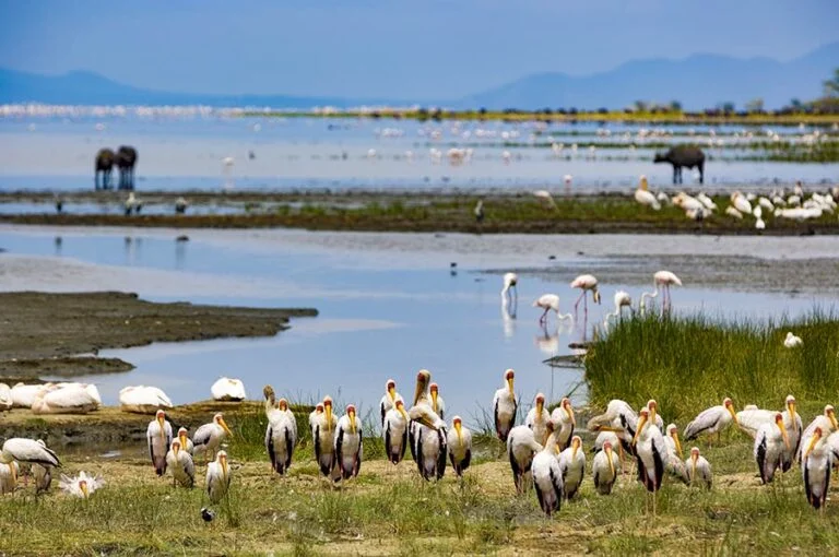 Lake Manyara safari tours